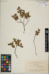 Foto von Salix herbacea L.